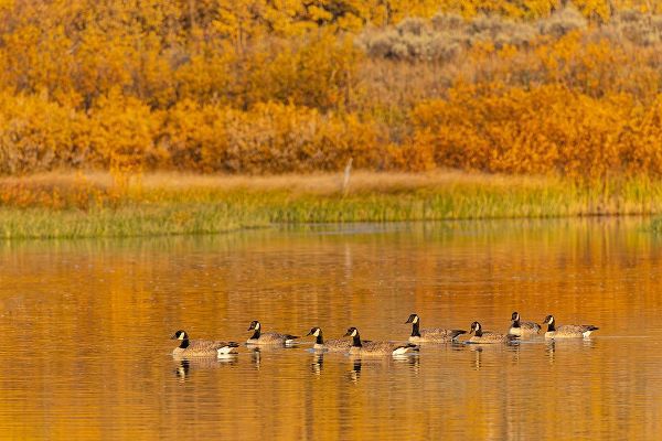Jones, Adam 아티스트의 Canada geese and reflection on water-Grand Teton National Park-Wyoming작품입니다.